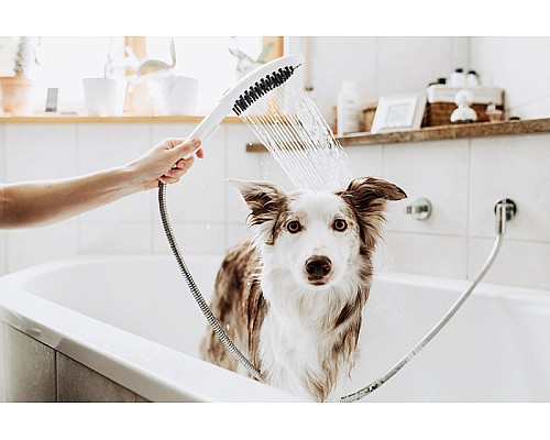 Ручной душ Hansgrohe DogShower 26640560 для собак Розовый
