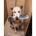 Ручной душ Hansgrohe DogShower для собак Бирюзовый